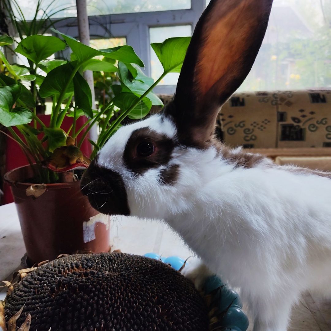Кролик Гавана фото
