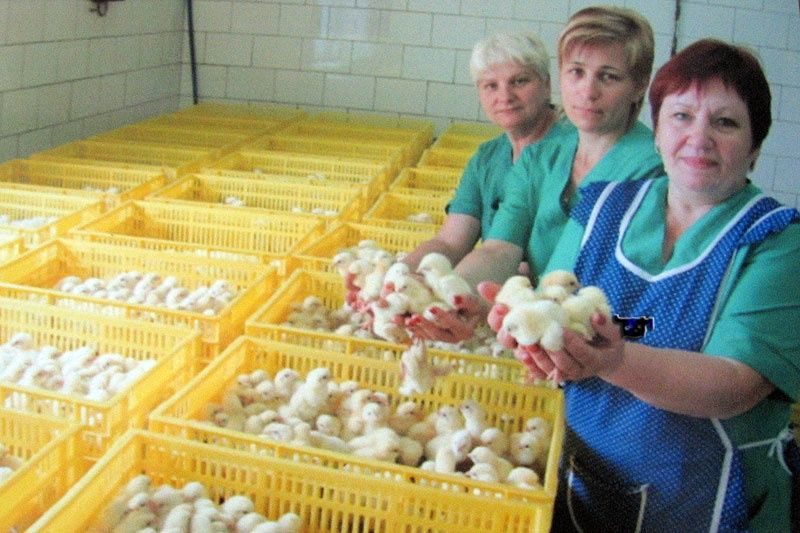 Ржевская Птицефабрика Магазин При Фабрике