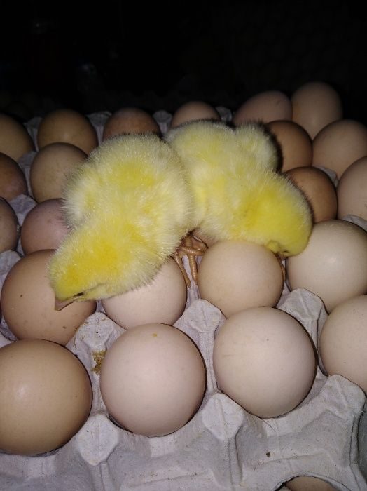 Где Можно Купить Инкубационные Яйца Бройлера
