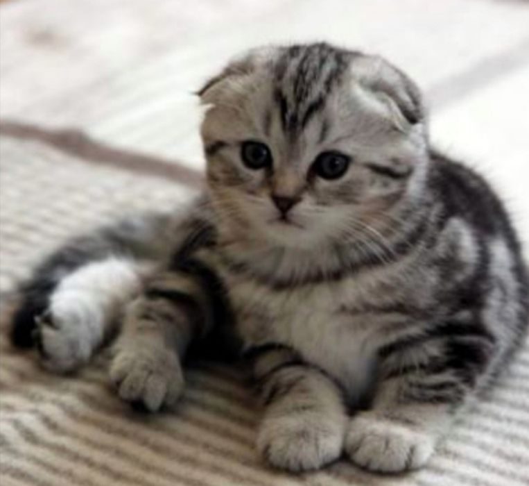 Вислоухая мраморная кошка фото