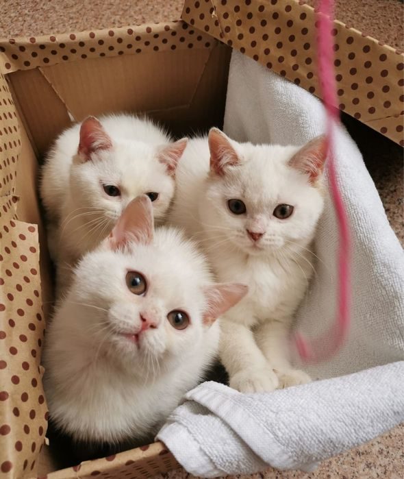 Сколько Стоят Котята В Магазине