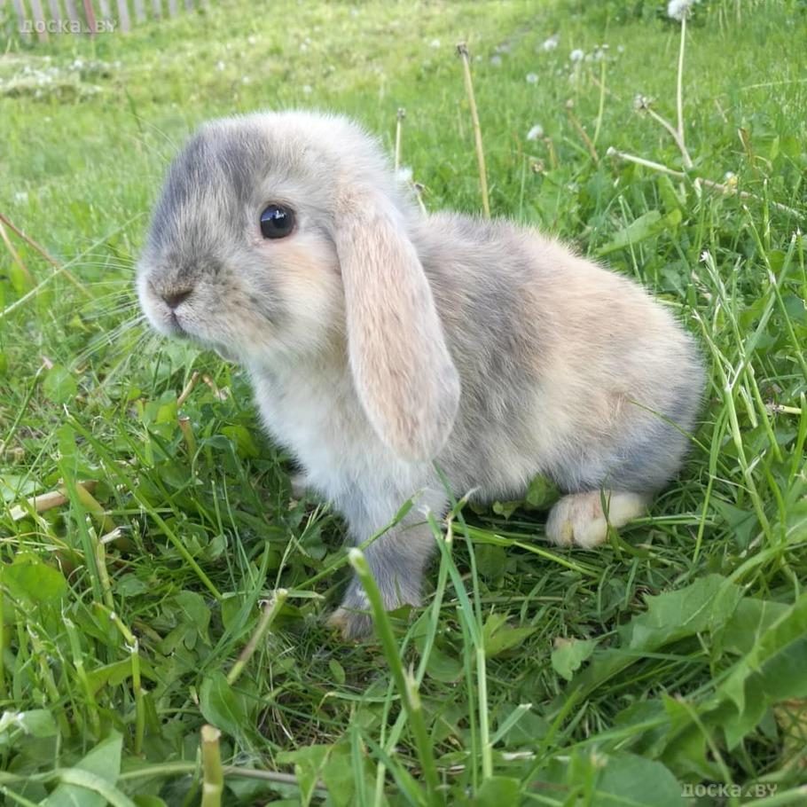 Карликовый вислоухий кролик фото
