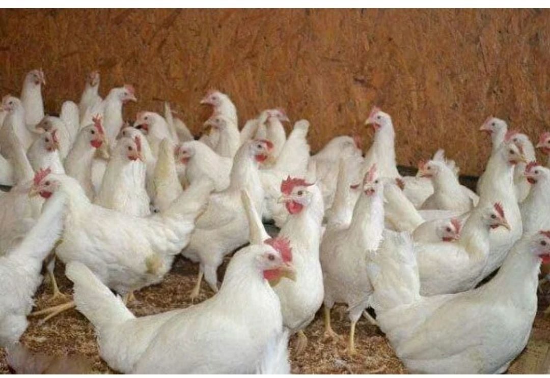Где Купить Куриц Несушек В Омске