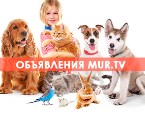 Цвергшнауцер из рубрики Собаки