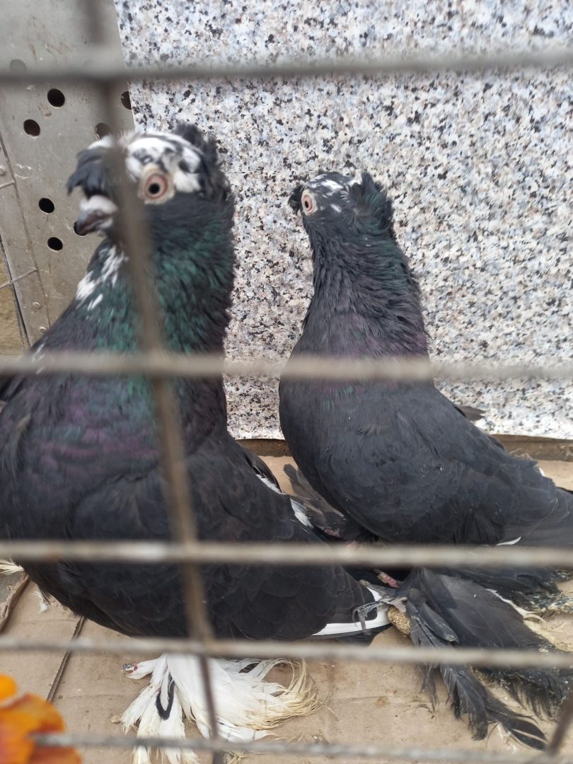 продам узбецьких голубів