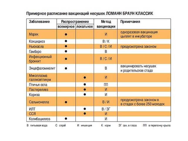 Схема вакцинации кур в домашних условиях