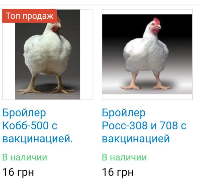 Росс 308 Характеристика Отзывы Фото Росс