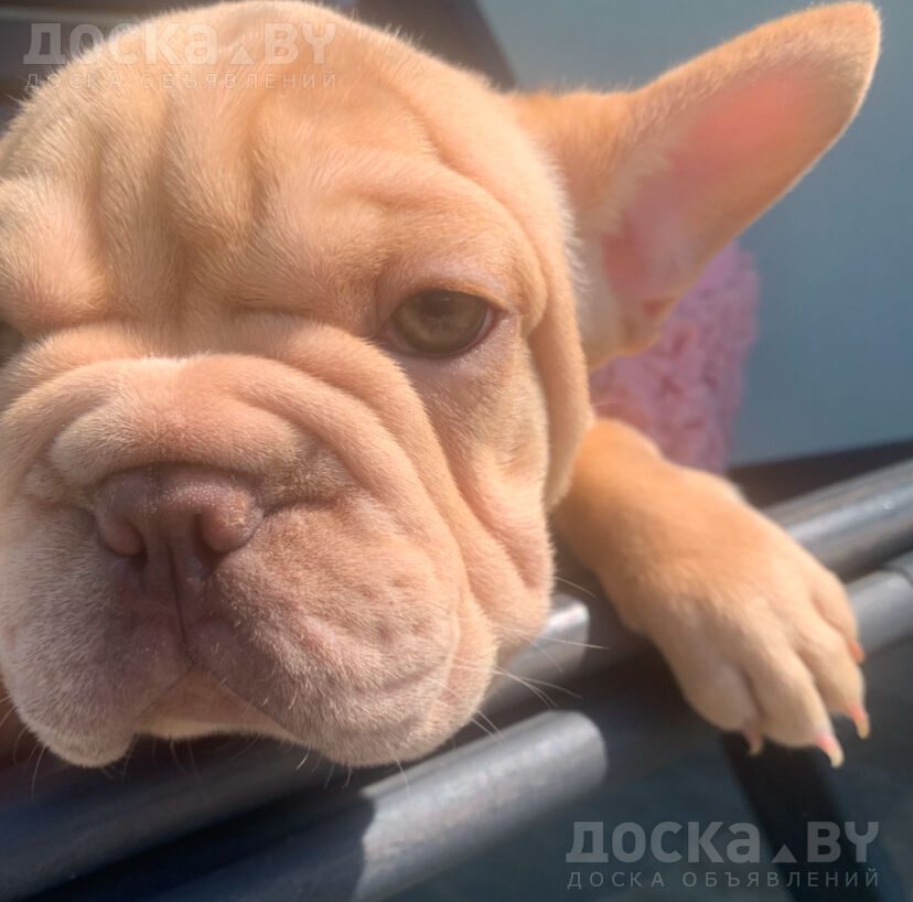 Французский бульдог