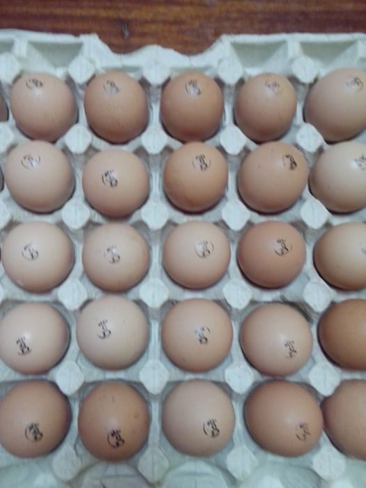 Купить инкубационное яйцо доминантов с цветным яйцом. Куплю инкубационное яйцо доминанта