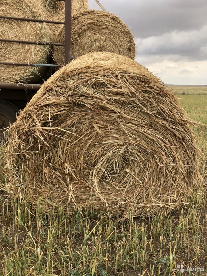 Соломенная 2. Суданка на сено. Суданка на сено для коров. Сено в тюках суданка. Трава суданка для коров на сено.