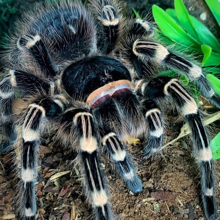 Acanthoscurria geniculata фото