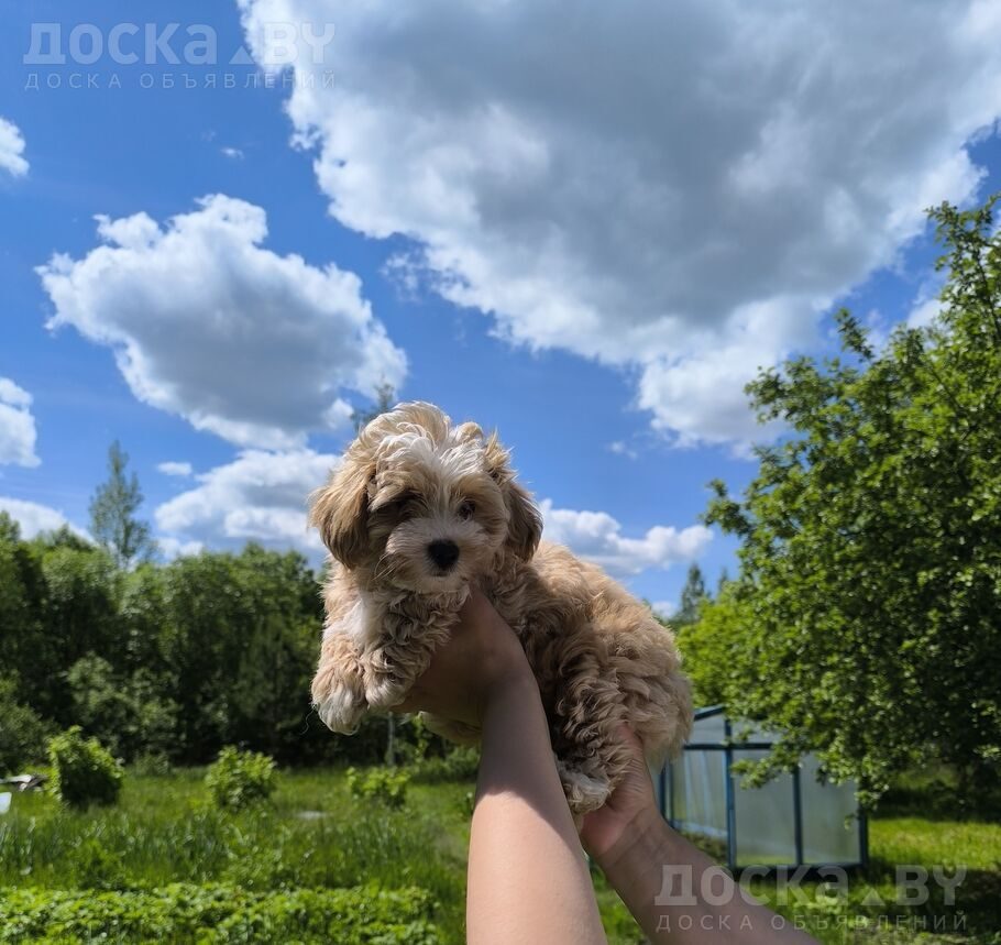 Мальтийская болонка
