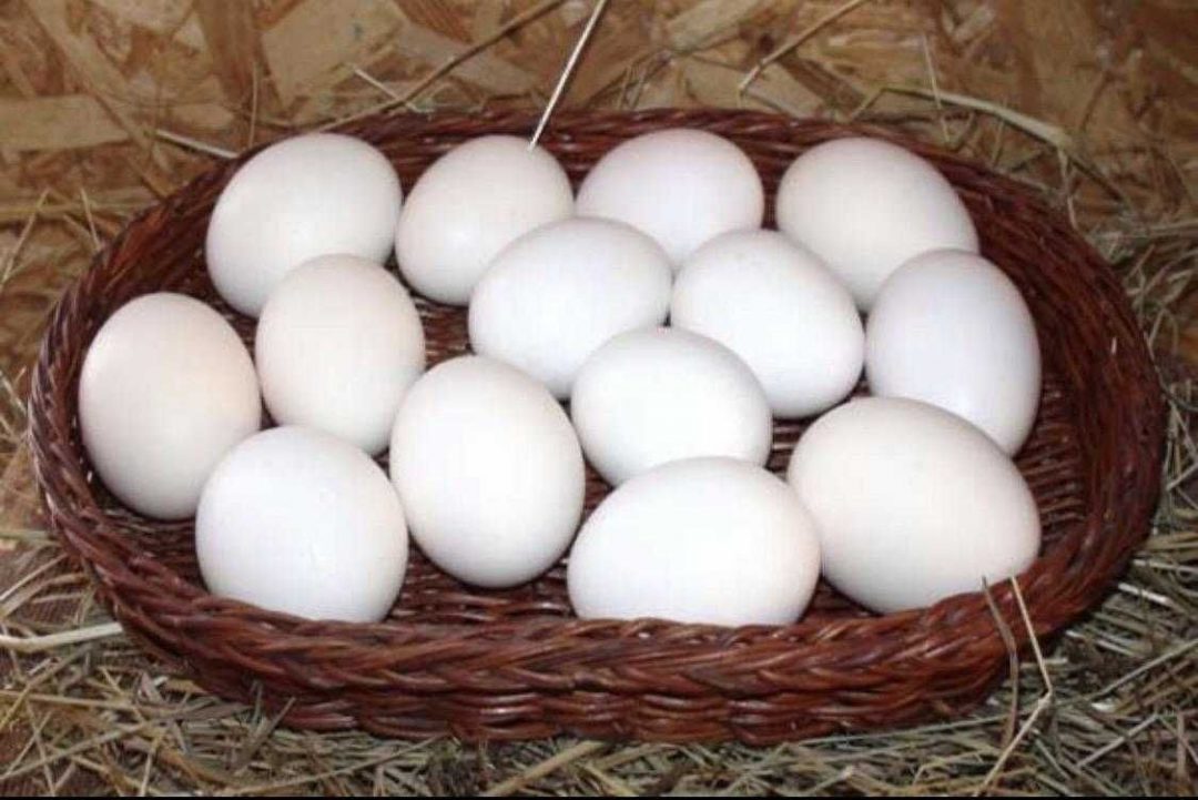 Яйца кур леггорн. Инкубационное яйцо Леггорн. Яйцо Леггорн белый. Куры Леггорн яйца. Куры породы Леггорн яйца.