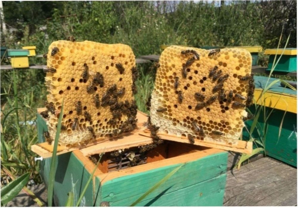 Купить Бакфаст Пчелосемью В Воронежской Области