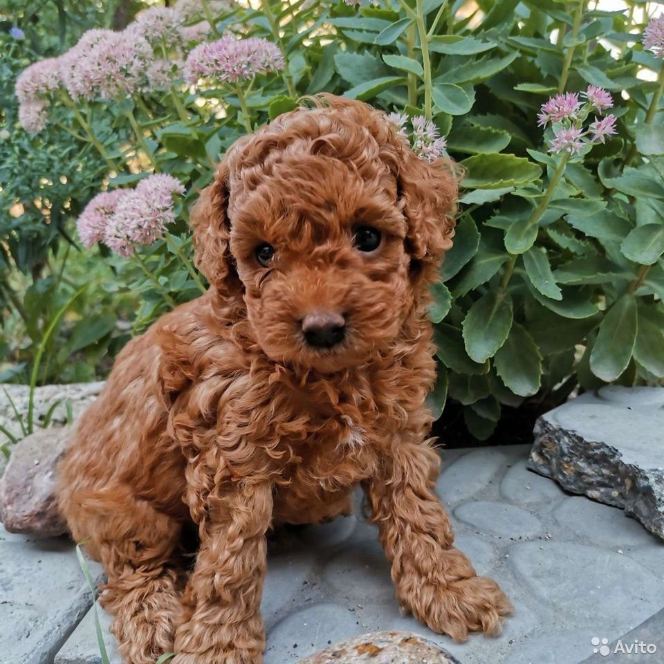 Кокапу (Кокер-пудель) | Cockapoo puppies for sale, Cockapoo puppies, Cockapoo dog