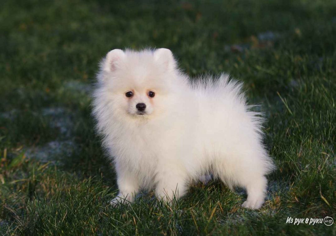 Немецкий шпиц фото белый щенок