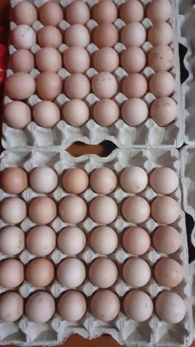 Яйцо мастер грей инкубационное. Инкубационное яйцо бройлера. Инкубационное яйцо бройлера от производителя. Cz1924 яйцо бройлера. Купить яйца мастер грей
