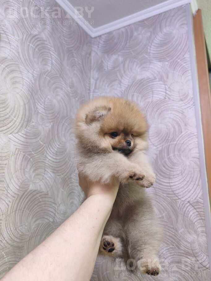 Померанский шпиц