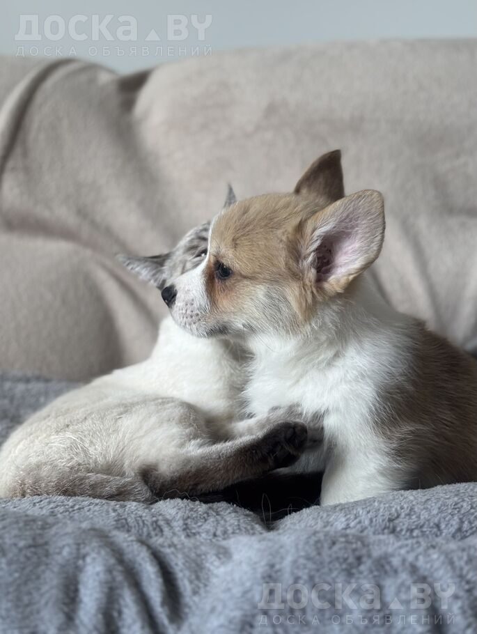 Вельш корги пемброк