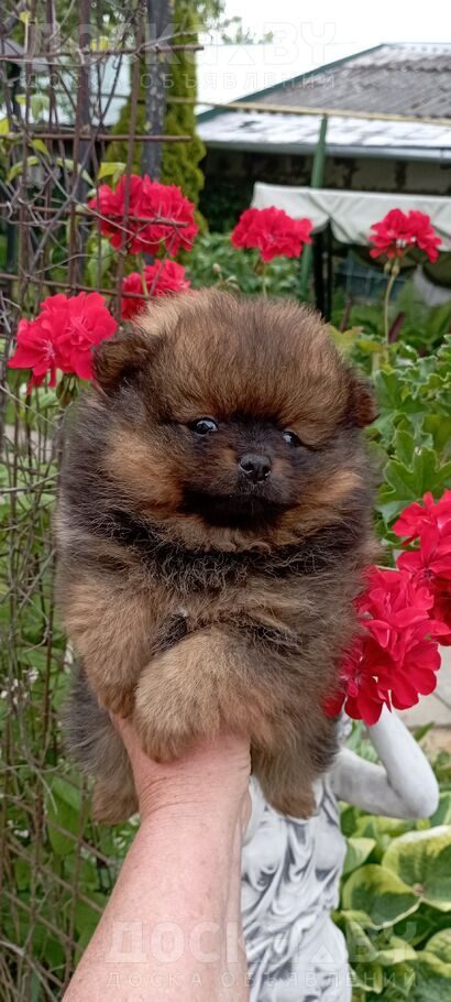 Померанский шпиц