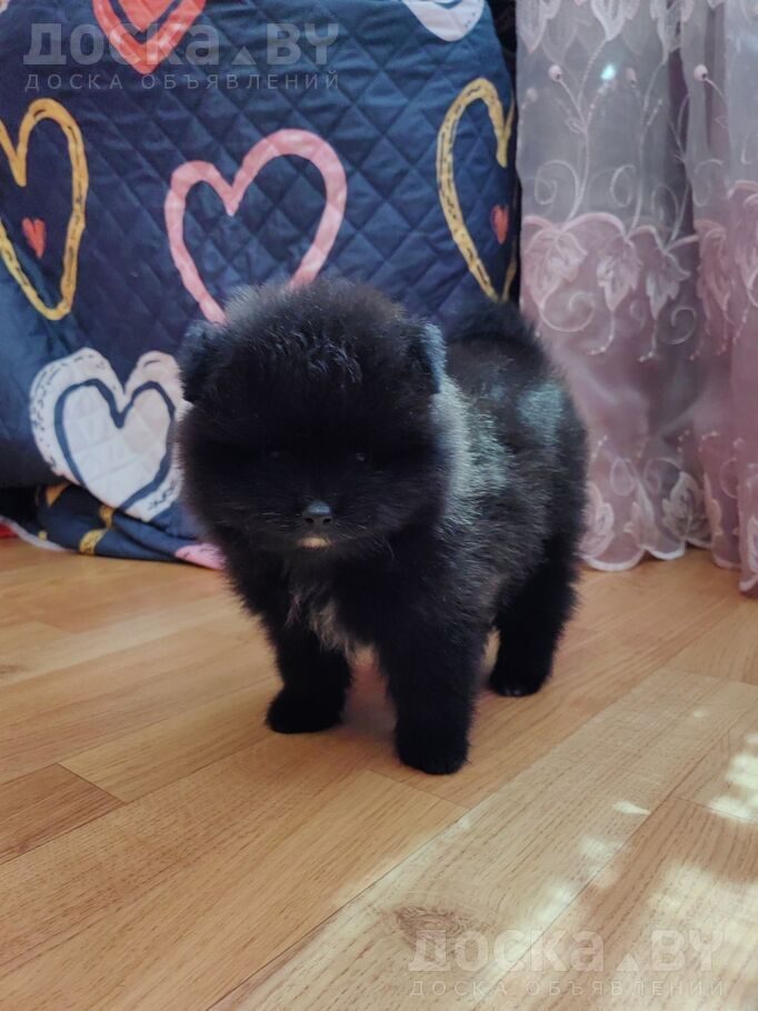 Померанский шпиц
