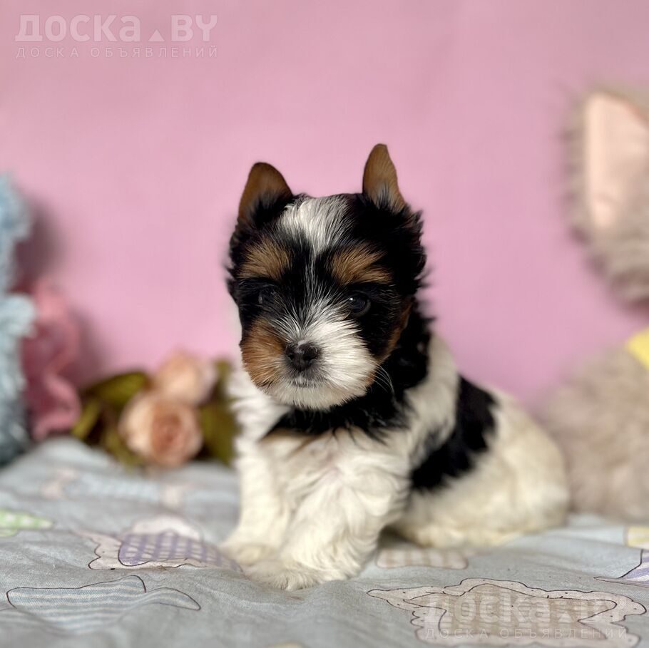 Йоркширский терьер
