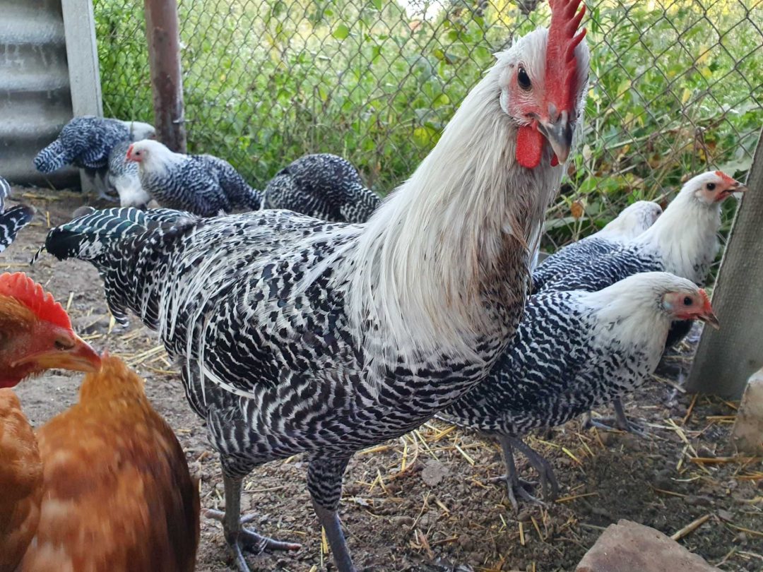 Silver Laced Wyandotte Bantam Chickens backyard, Wyandotte chicken, Chickens