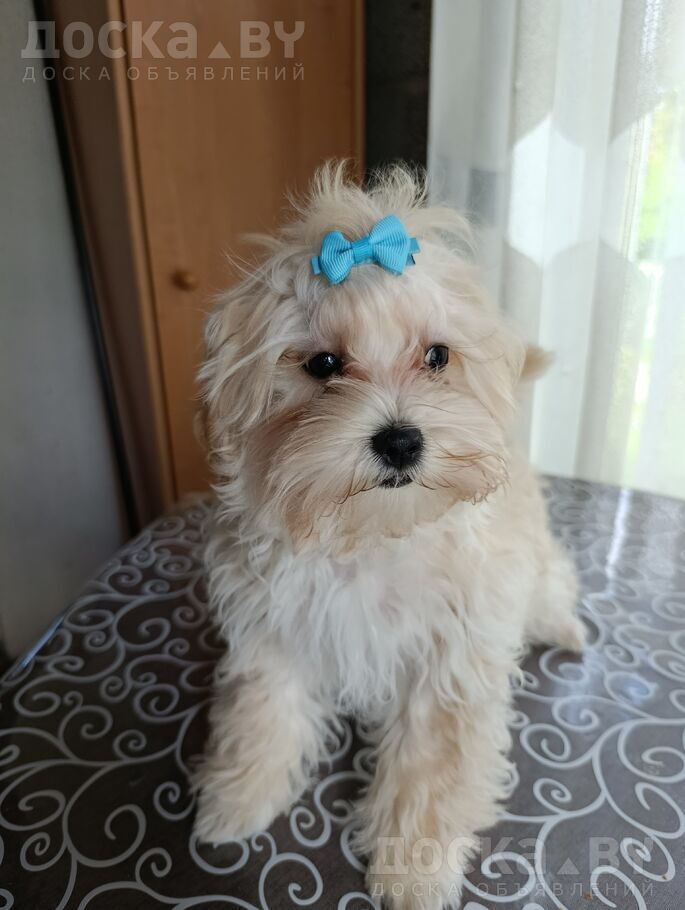 Мальтийская болонка