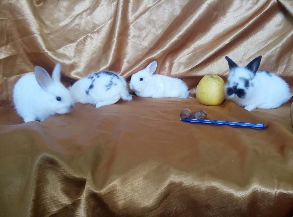 декоративные кролики