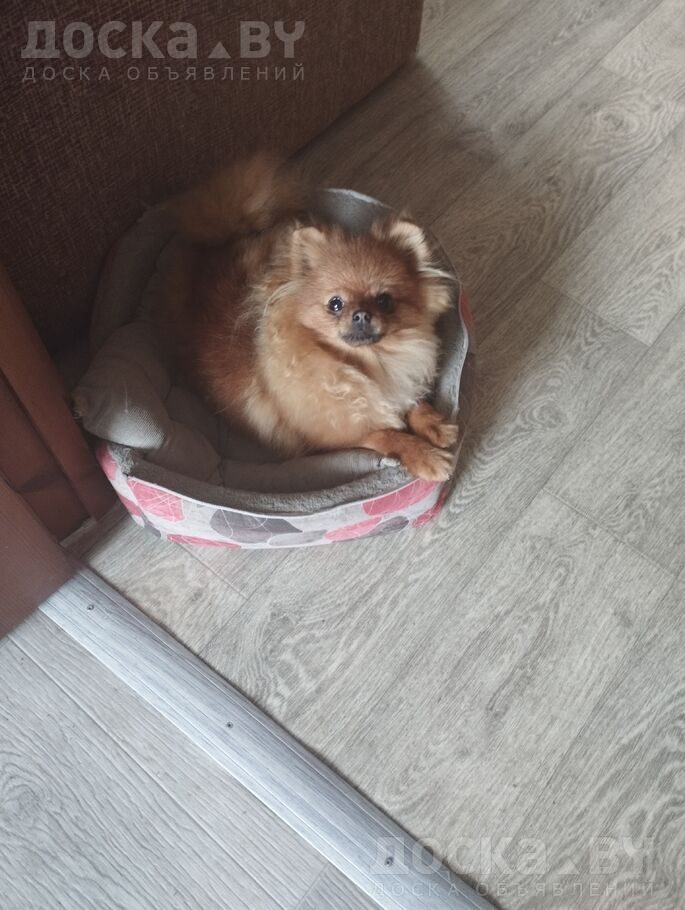 Померанский шпиц