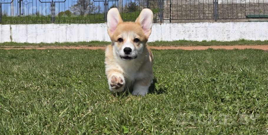 Вельш корги пемброк