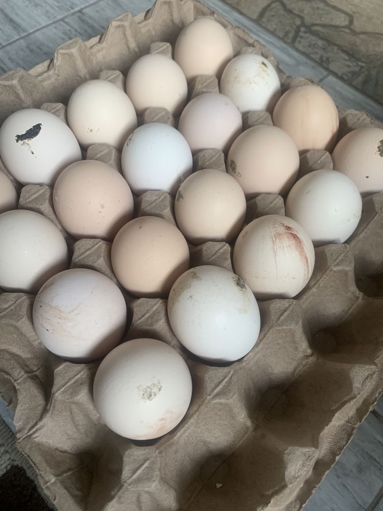 Инкубационные яйца птицы купить