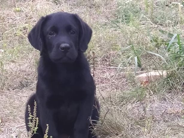 Shenki Labrador Retriver Chyornyj Doska Besplatnyh Obyavlenij Mur Tv