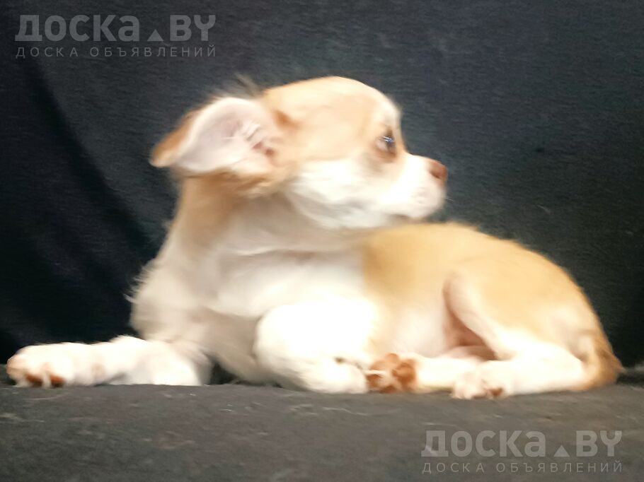 Чихуа-хуа