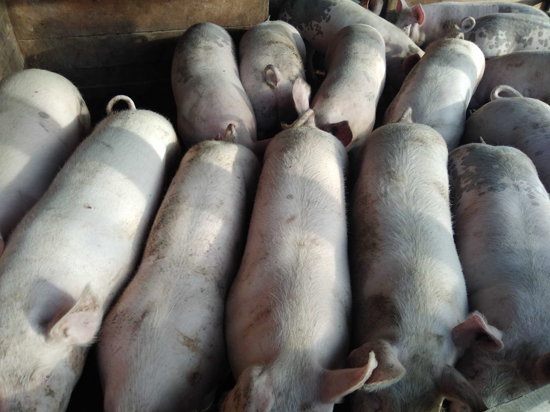 Продам свинью живым весом. Поросята на продажу в Исетском районе. Авито Лесосибирск купить поросят.
