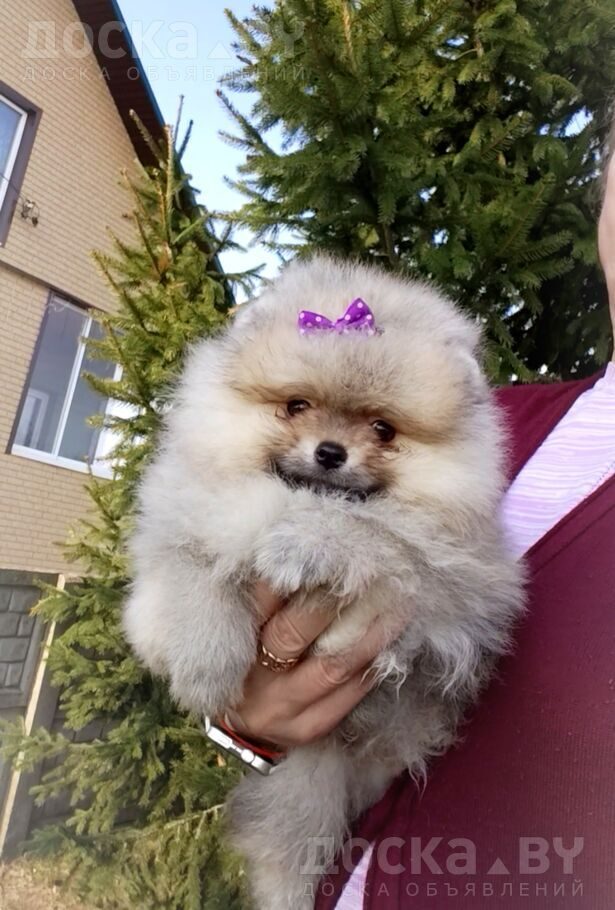 Померанский шпиц