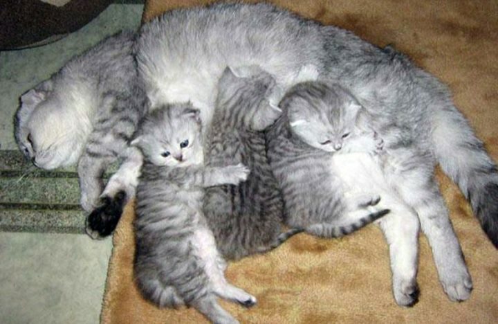 Кошка и котята после родов. Шотландские котята. Кошки вынашивают котят. Шотландская кошка котенок. Беременные кошки Шотландские вислоухие.
