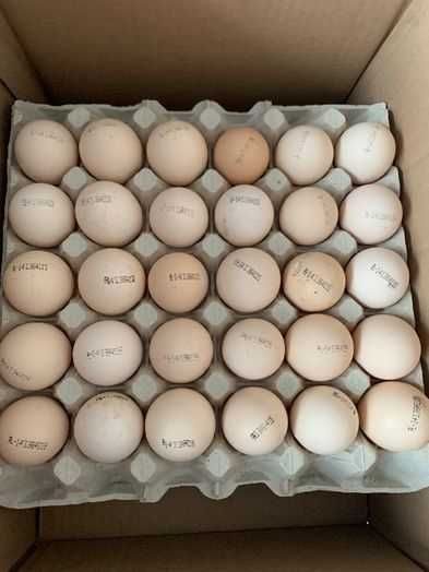Росс 708 бройлер яйцо. Инкубационное яйцо Росс 308. Бройлер Росс 708 Венгрия. Росс 708 цвет яйца. Купить яйца мастер грей