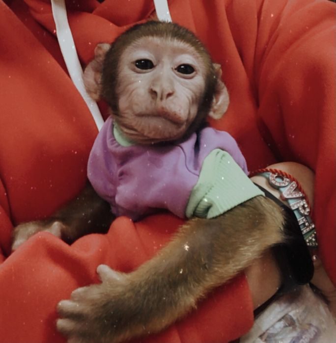 Сколько стоит обезьянка в рублях