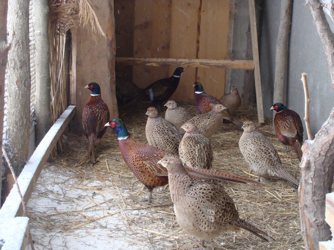 Сколько ног у фазанов и кроликов. Румынский фазан ферма. Фазаны и кролики. Фазань с батончиком для пекарней.
