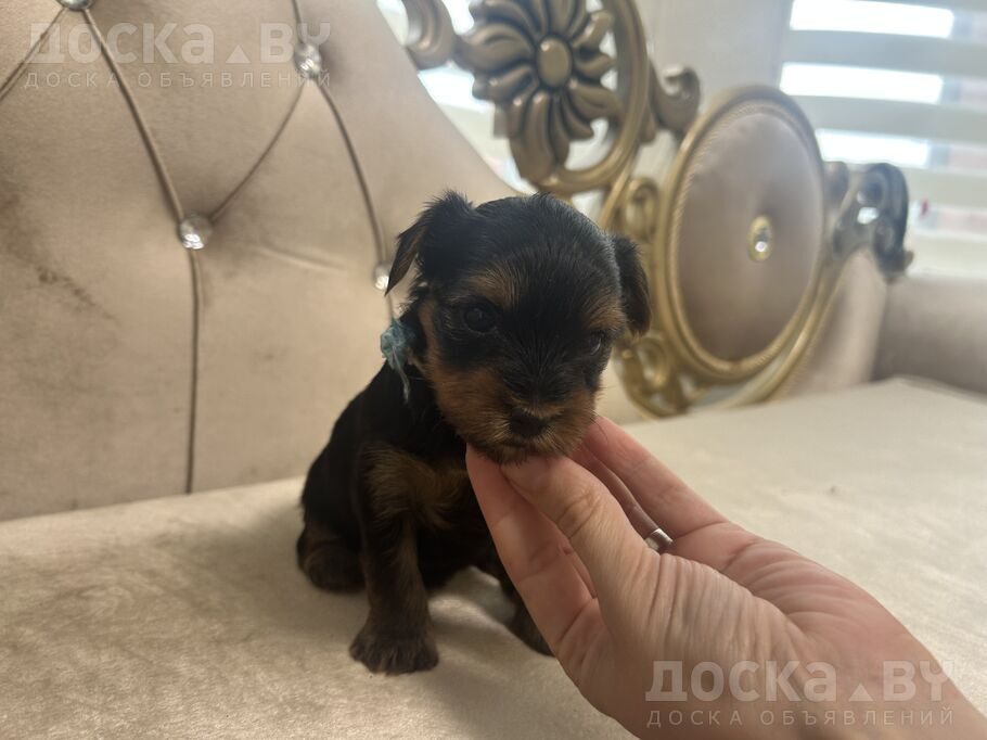 Йоркширский терьер