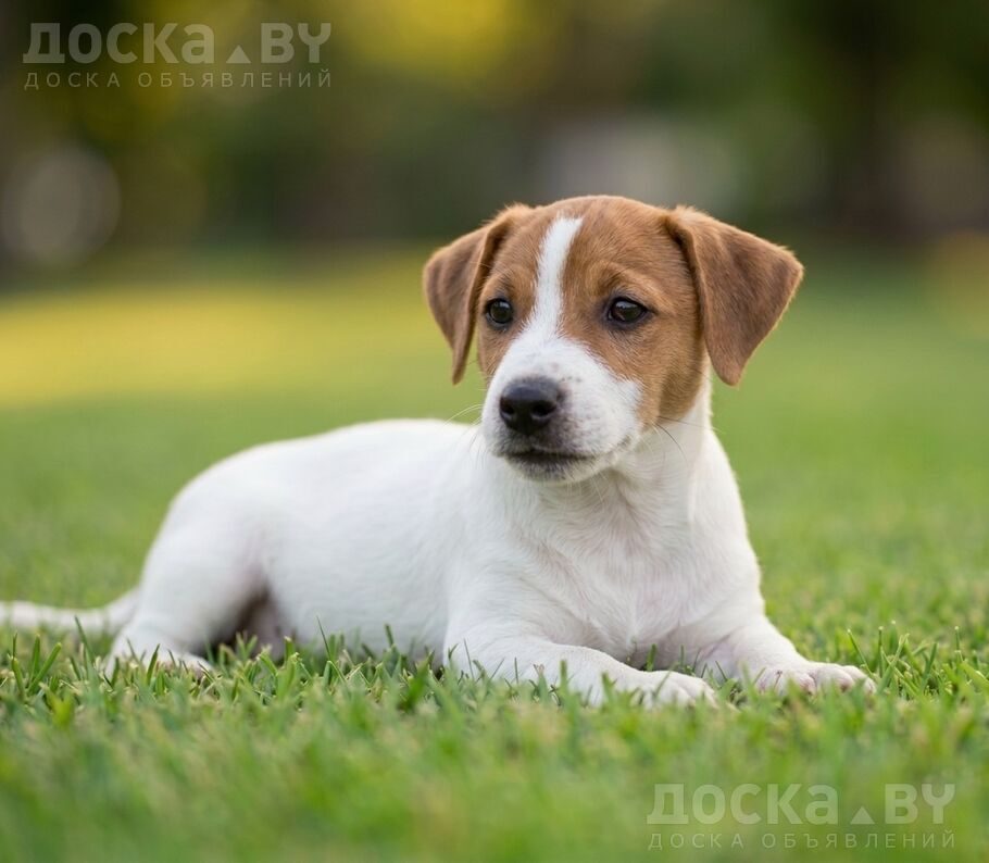 Джек Рассел терьер