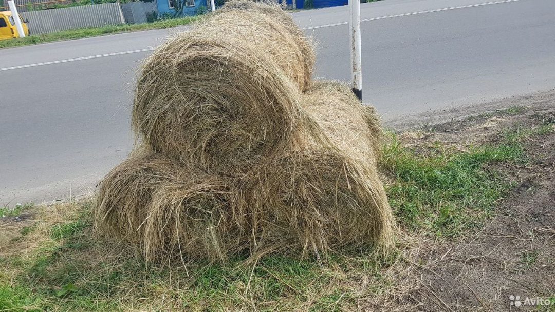 Купить Тюки Сена В Волгоградской Области