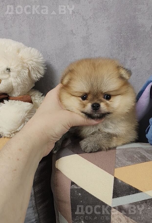 Померанский шпиц