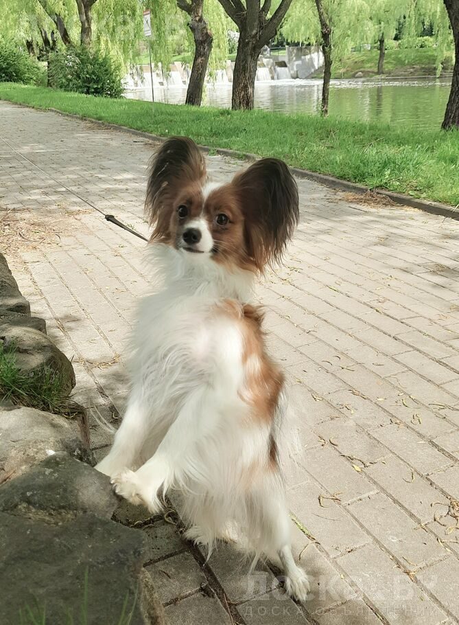 Папильон