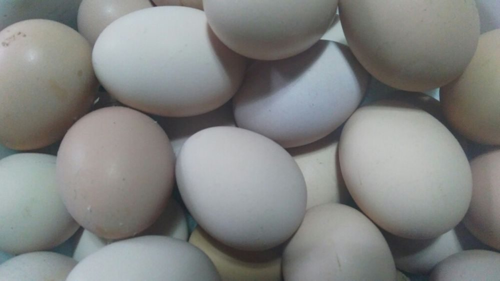 Купить инкубационное яйцо кучинской. Инкубационное яйцо Кучинская Юбилейная. Кучинская Юбилейная порода инкубационное яйцо. Инкубационное яйцо Кучинской юбилейной. Кучинская цвет яйца.
