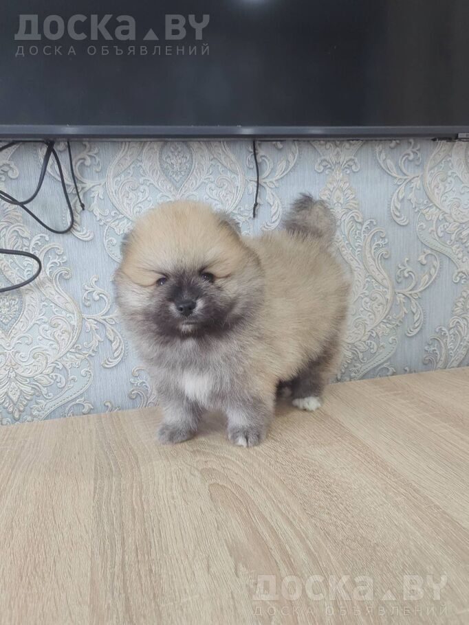 Померанский шпиц