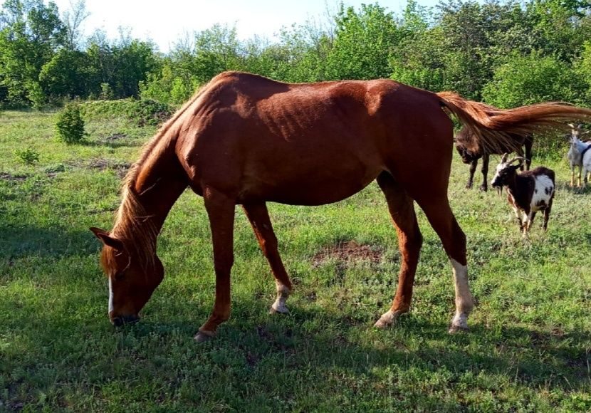 Продажа Лошадей В Витебской Области