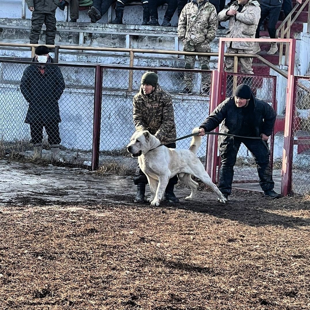 тобеты в казахстане