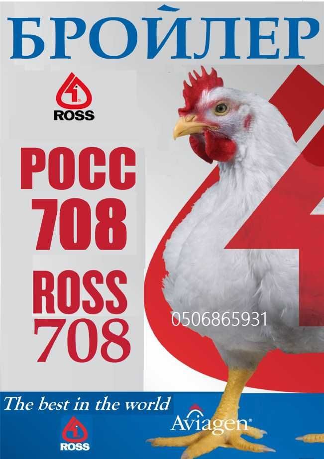 Росс 500